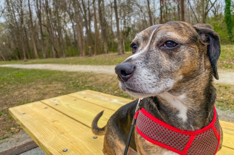 Dog at Picnic Area on the Roanoke Canal Trail in Roanoke Rapids