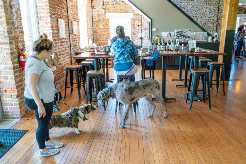 Two dogs meet in the tasting room at Weldon Mills Distillery