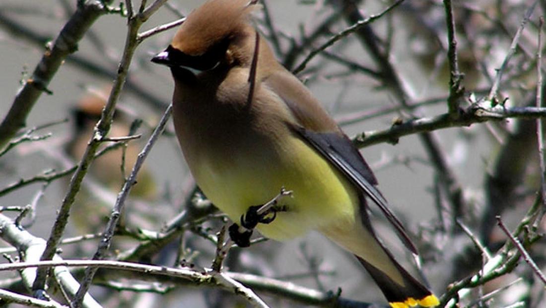 waxwing.jpg