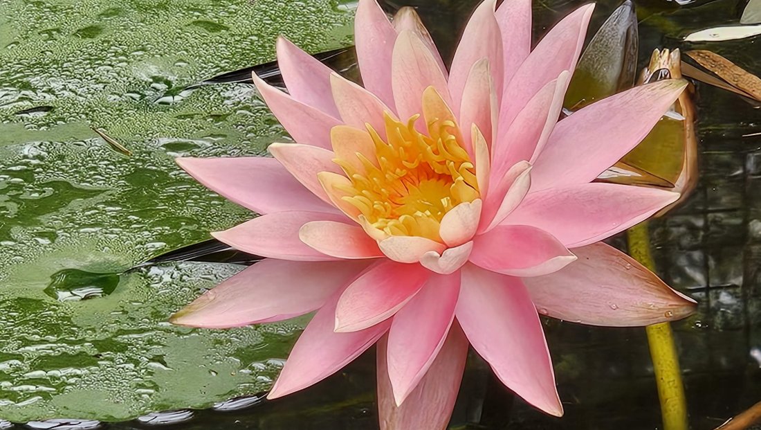 Waterlily at Sylvan Heights Bird Park.jpg