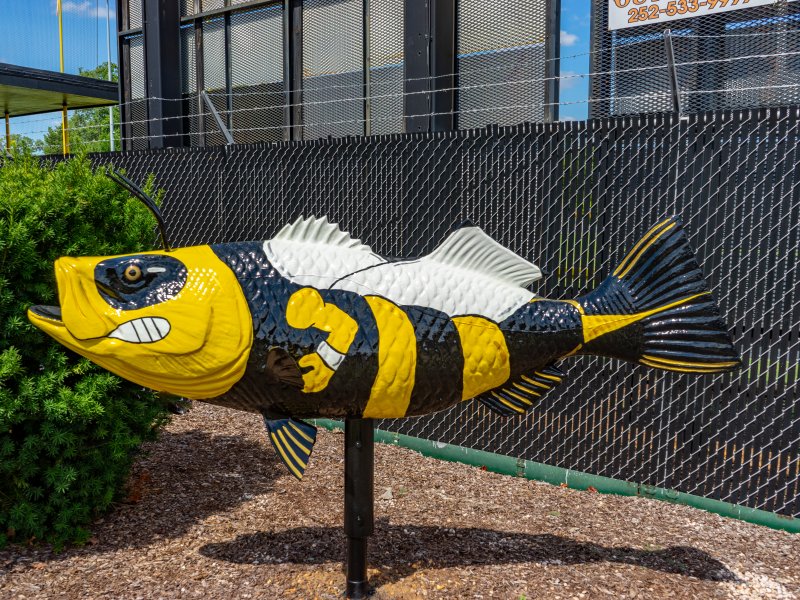 Roanoke Rapids High School’s Rockfish