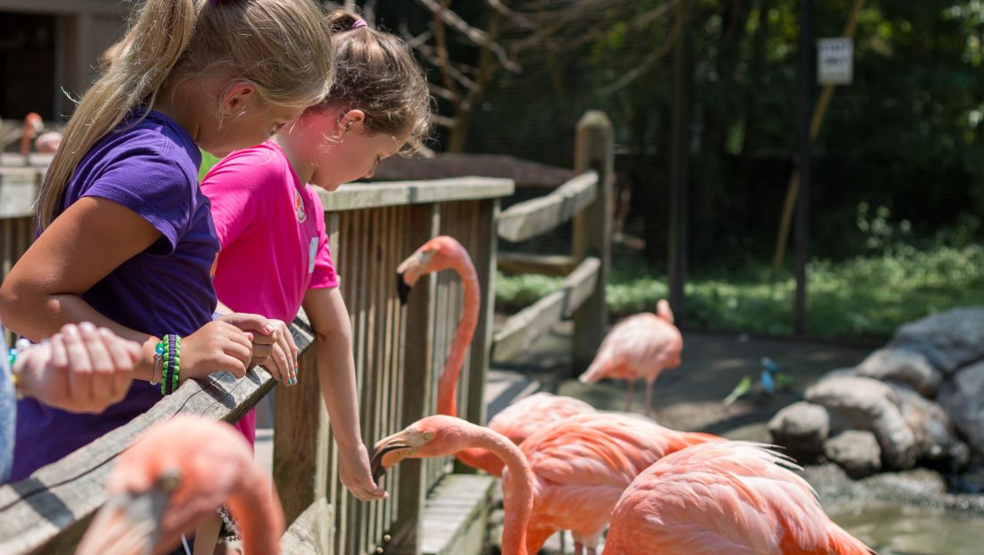 feeding_flamingos_3467_KG_Lubbock.jpg