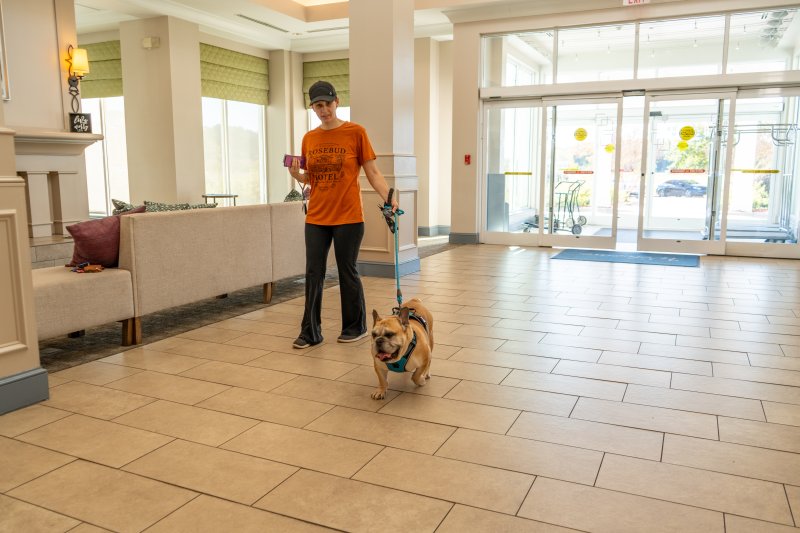 Dog arriving at the Hilton Garden Inn in Roanoke Rapids