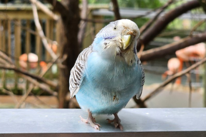 Blue budgie at Sylvan Heights Bird Park