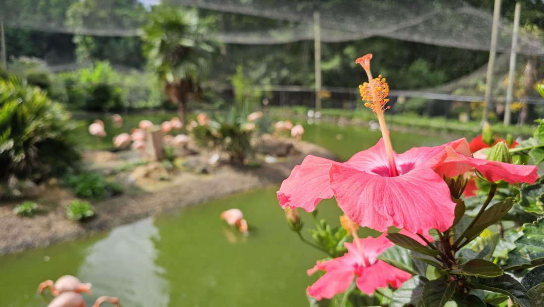 Sylvan Heights Bird Park .jpg