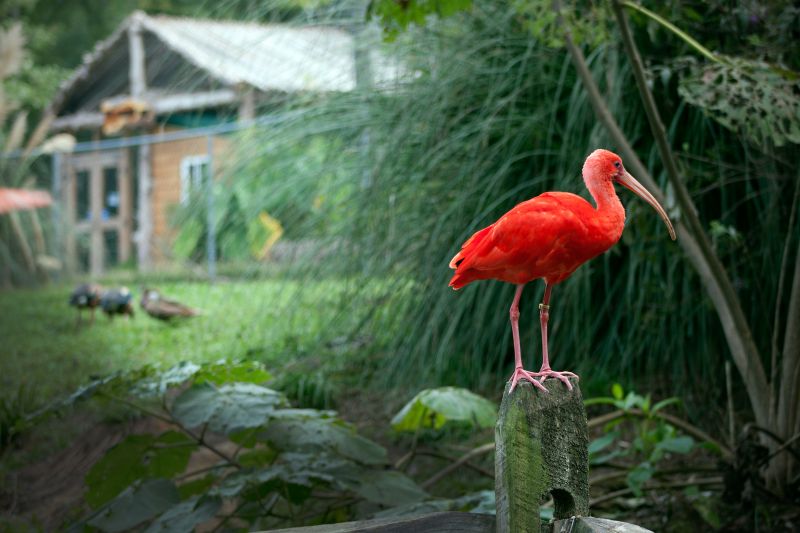 scarlet ibis south america