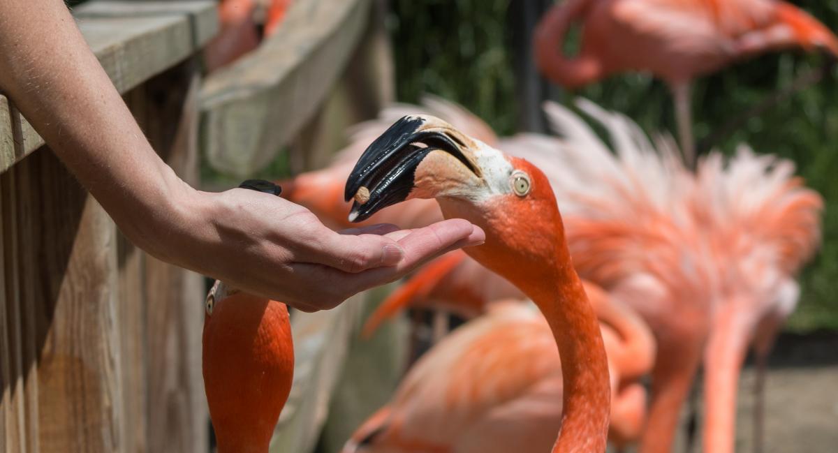 Sylvan Heights Bird Park