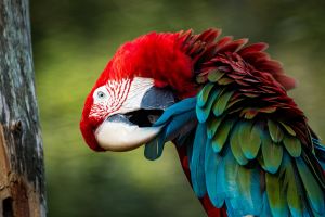 Sylvan Heights Bird Park Green Winged Macaw