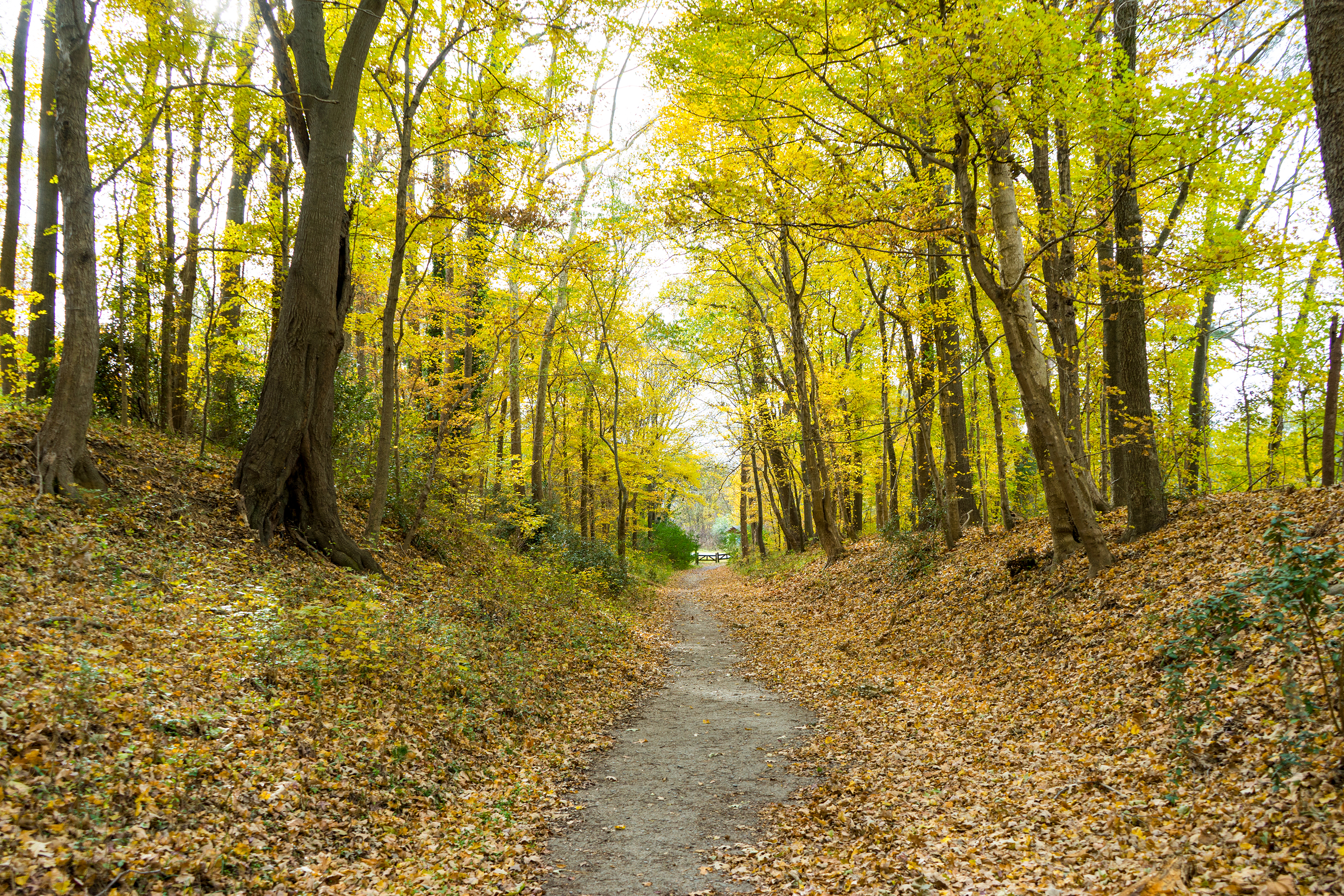 Explore the Roanoke Canal Trail, Medoc Mountain State Park, and more Halifax County Trails.